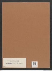 Navicula exempta A.Schm. (de-Toni-Nr.: Genus 1, Species 262) Zeichnungen Sammlung Grunow Mappe 00201 (Herbarium_W_Grunow_drawings_Folder_00201)